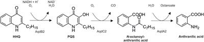 Mycobacterium abscessus subsp. abscessus Is Capable of Degrading Pseudomonas aeruginosa Quinolone Signals